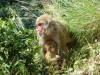 india-9