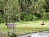 bali-arrozales_0254