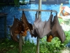 bali-murcielago-p1030365