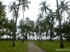 palm-1040572