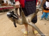 laos-62