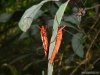 nepal-58